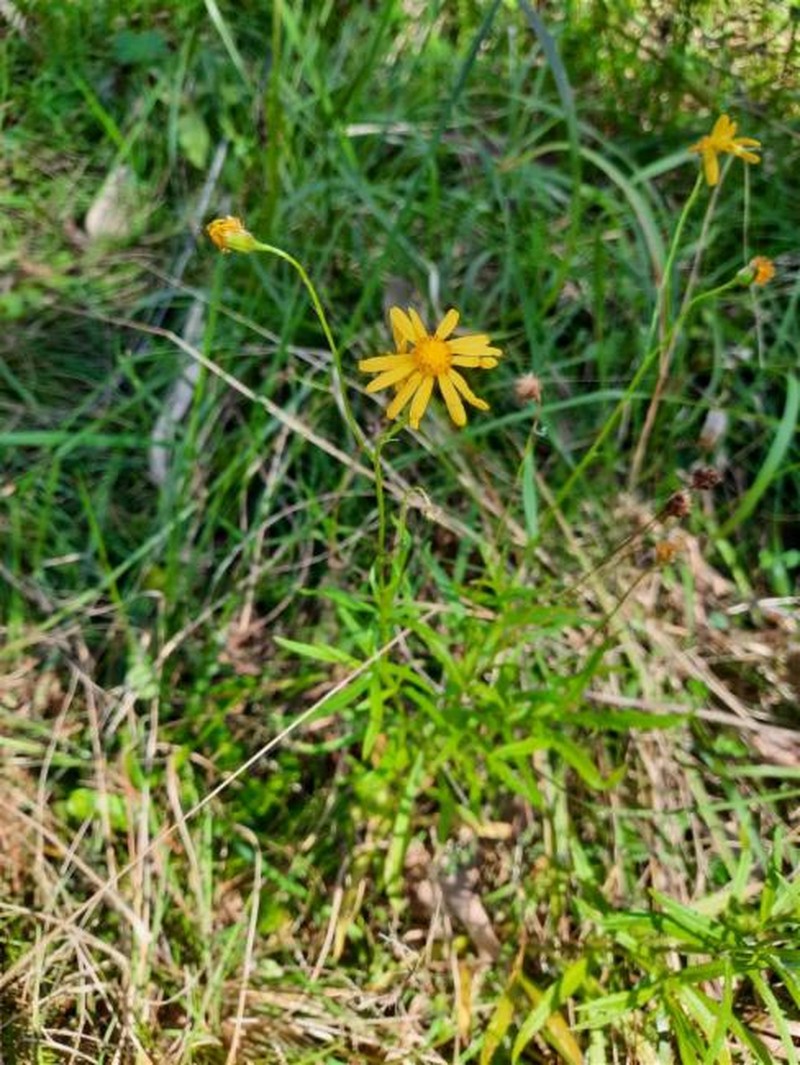 Senecio pinnatifolius var. serratus