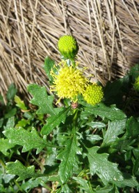 Senecio pinnatilobatus