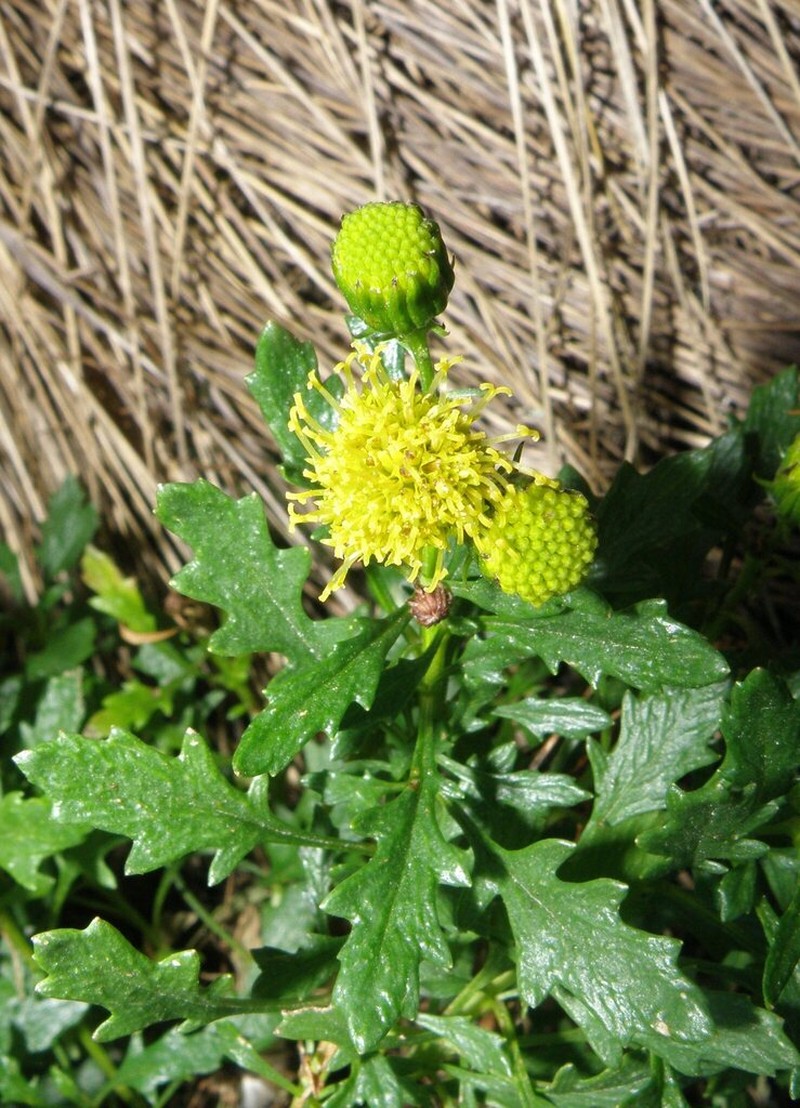 Senecio pinnatilobatus