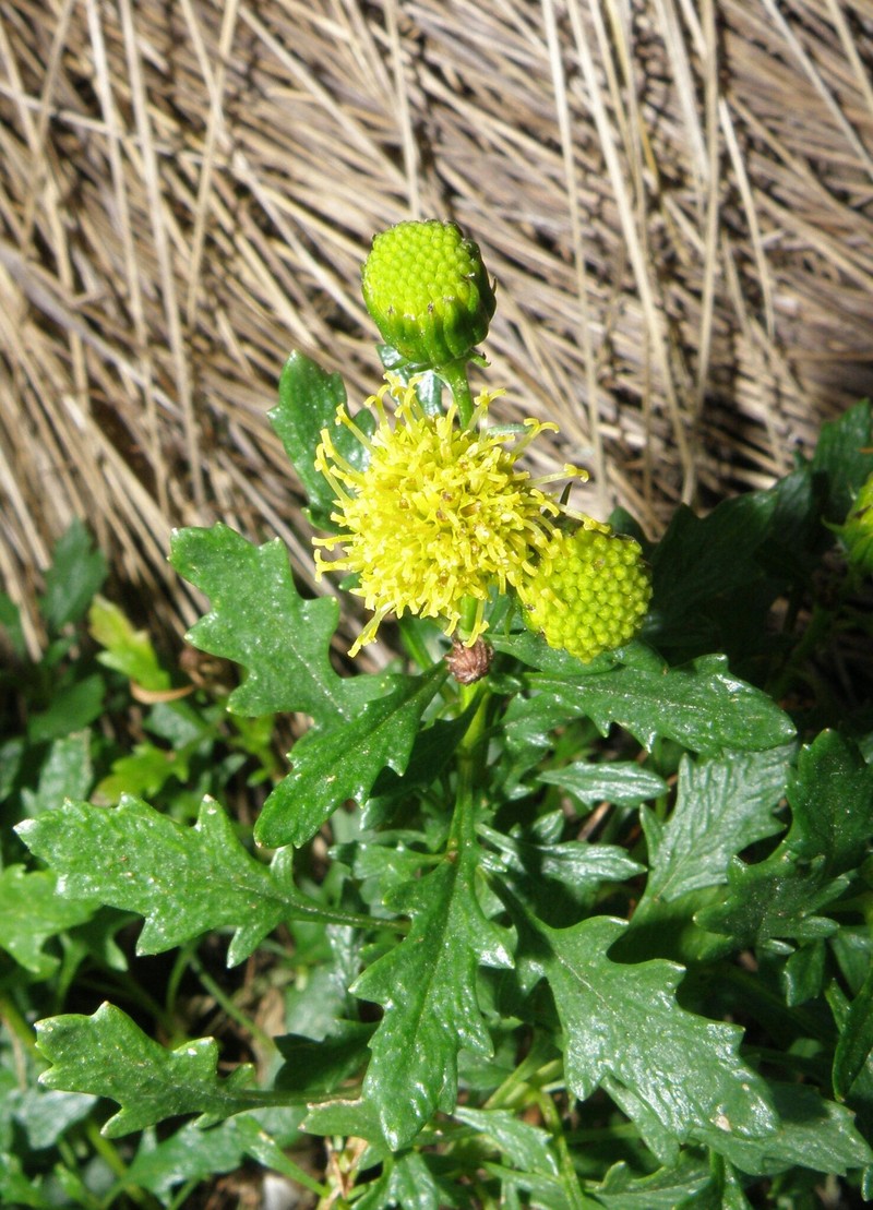 Senecio pinnatilobatus photo 5