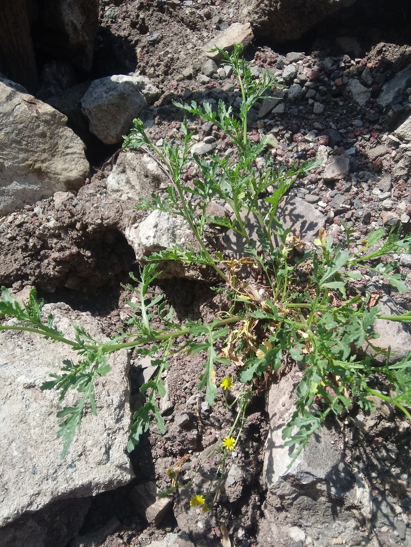 Senecio pinnatipartitus