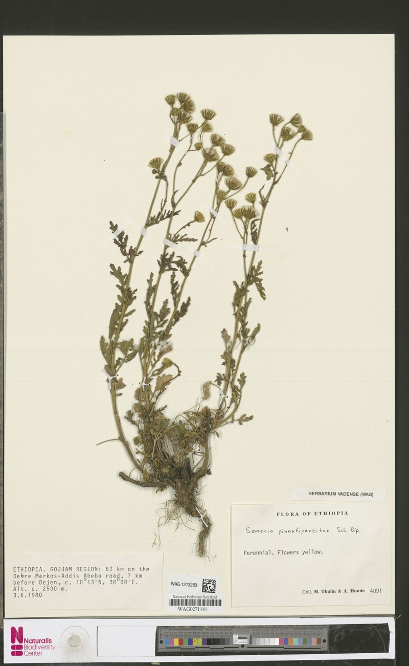 Senecio pinnatipartitus photo 2
