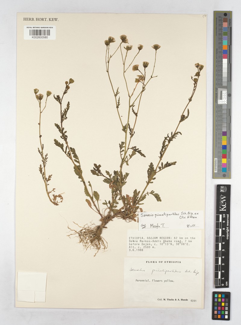 Senecio pinnatipartitus photo 3