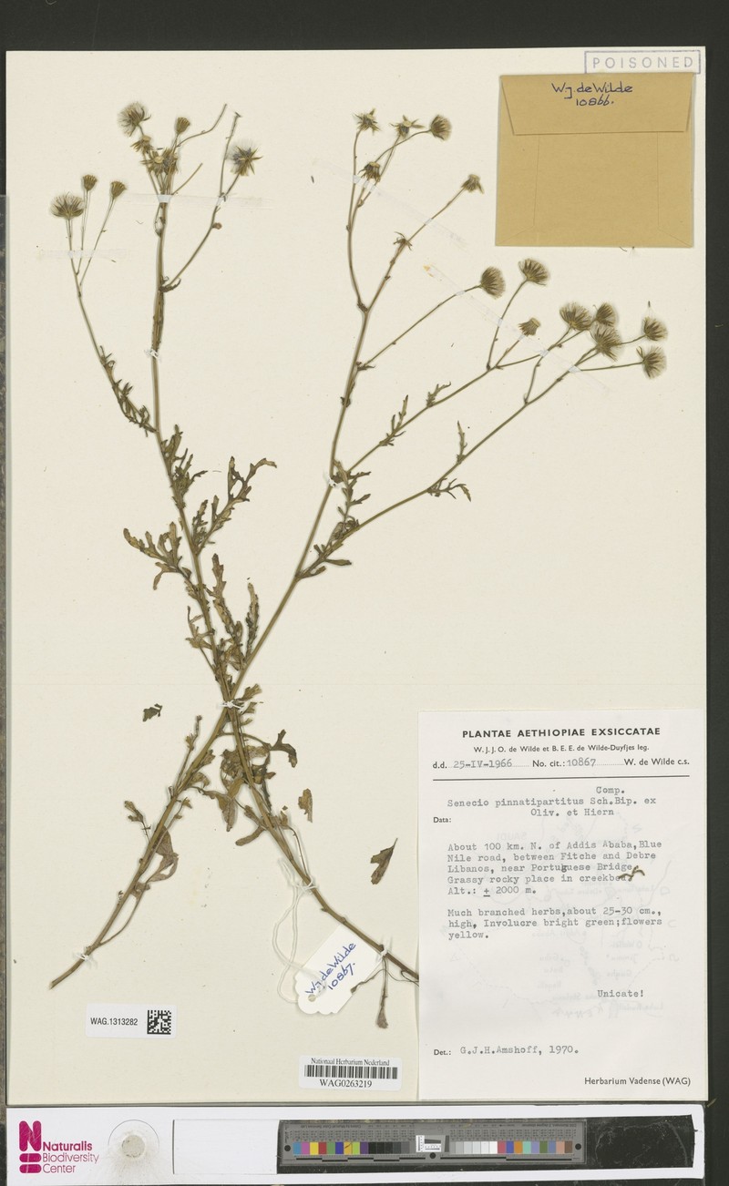 Senecio pinnatipartitus photo 4