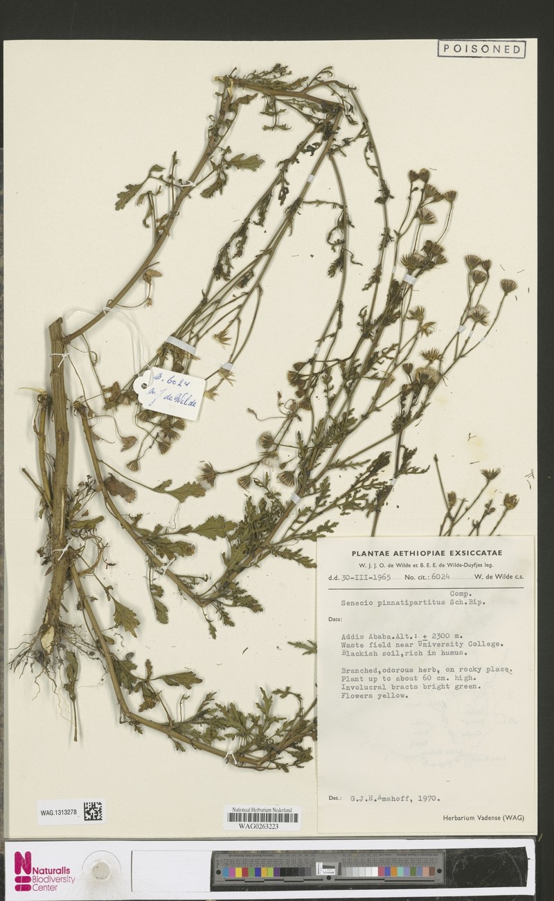 Senecio pinnatipartitus photo 5