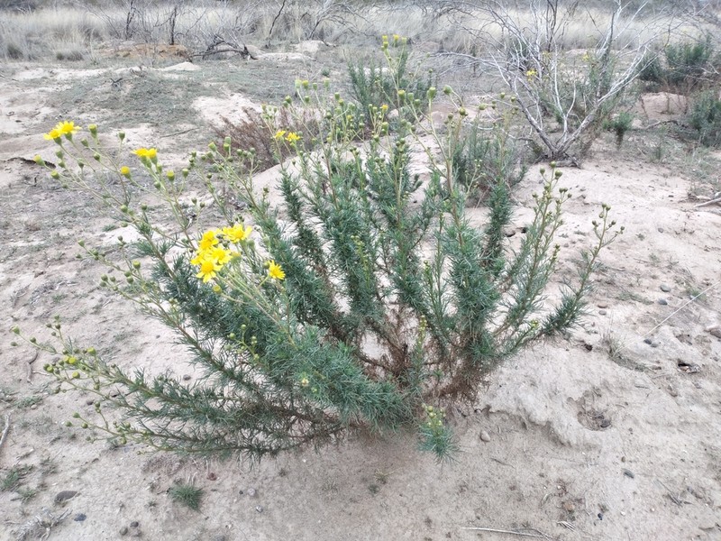 Senecio pinnatus