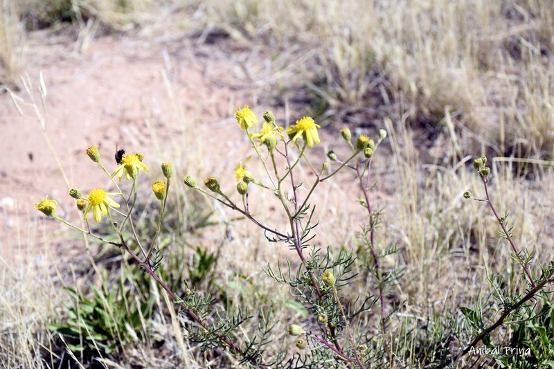 Senecio pinnatus photo 2