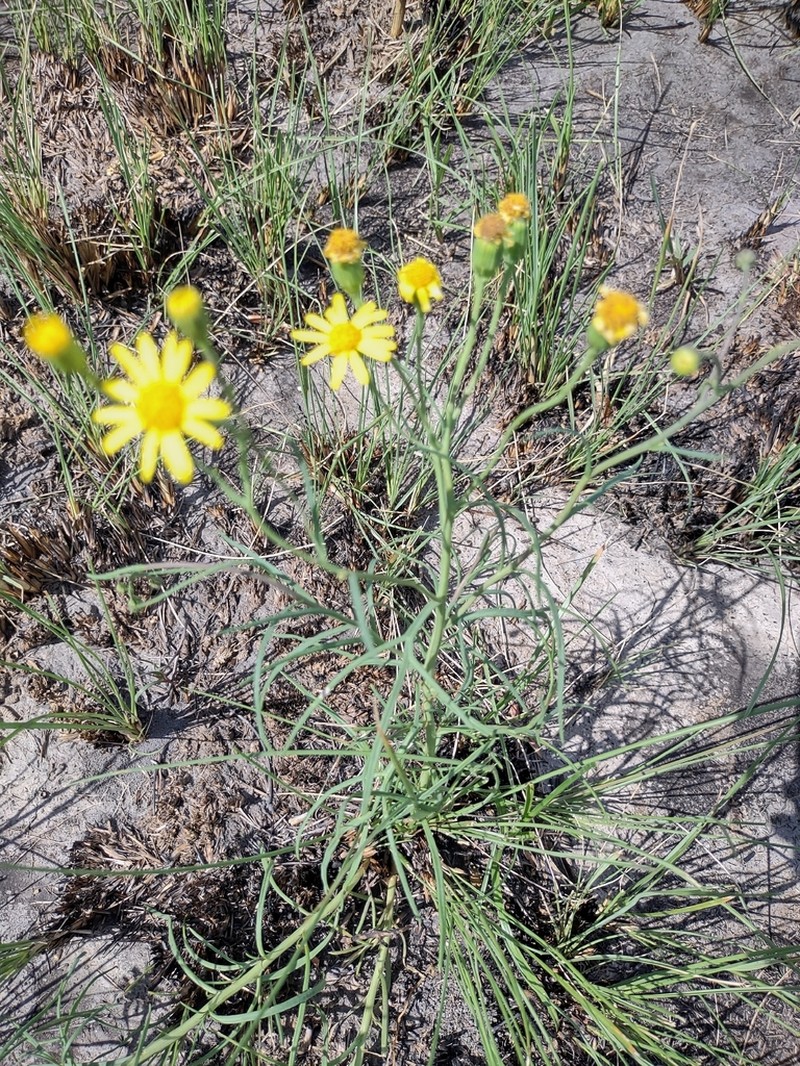 Senecio pinnatus photo 3