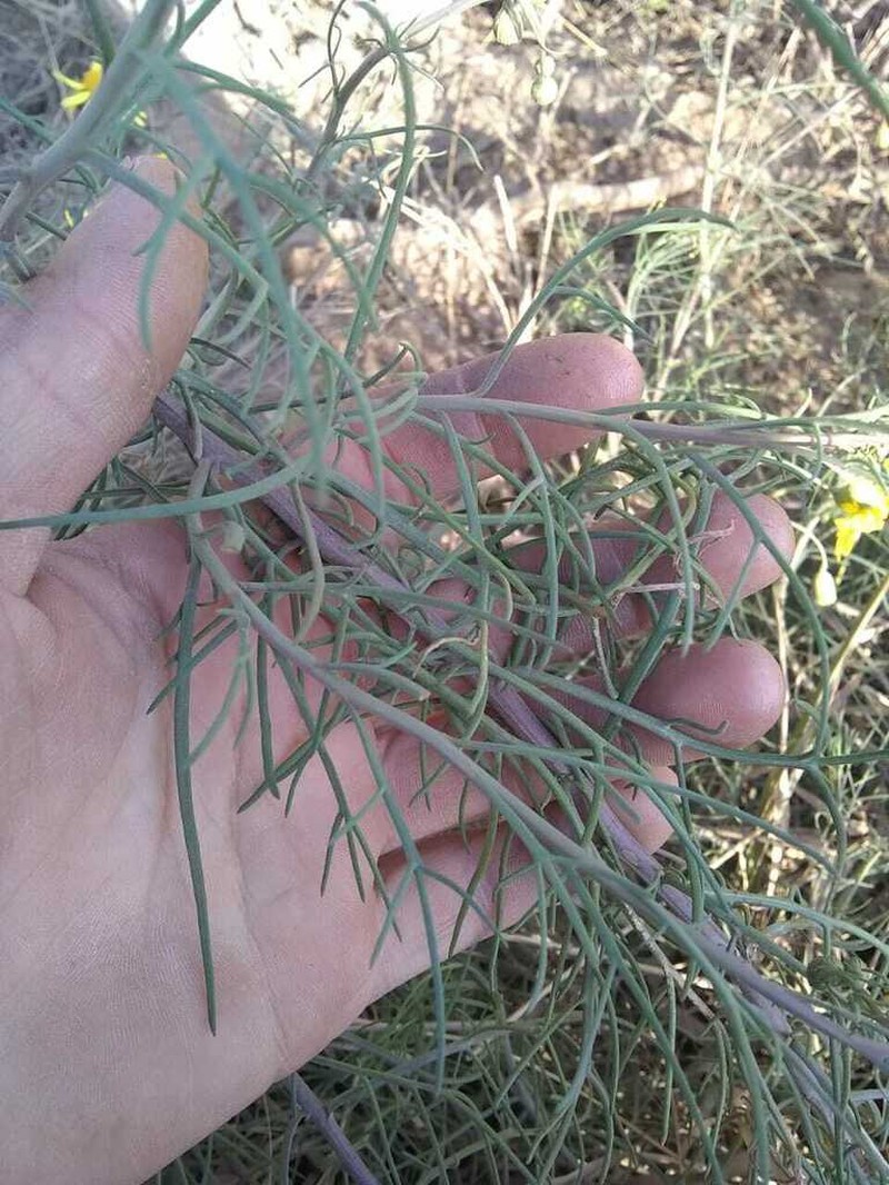 Senecio pinnatus photo 4