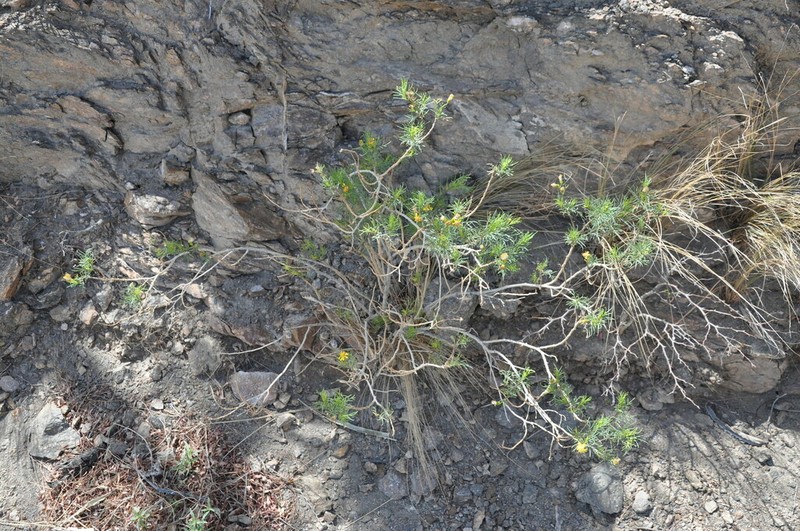 Senecio pinnatus photo 5