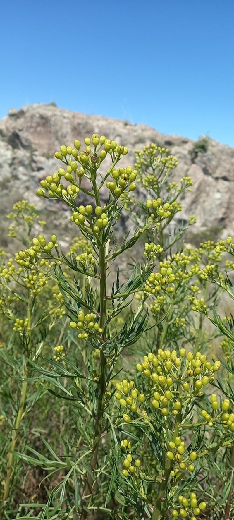 Senecio pinnatus photo 6