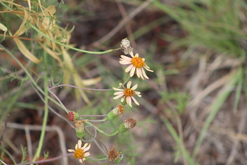 Senecio pinnatus photo 7