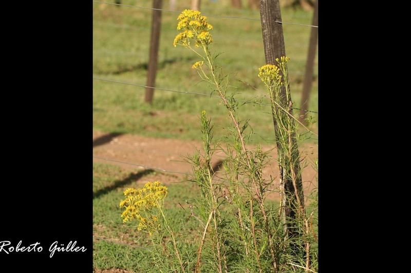 Senecio pinnatus photo 8