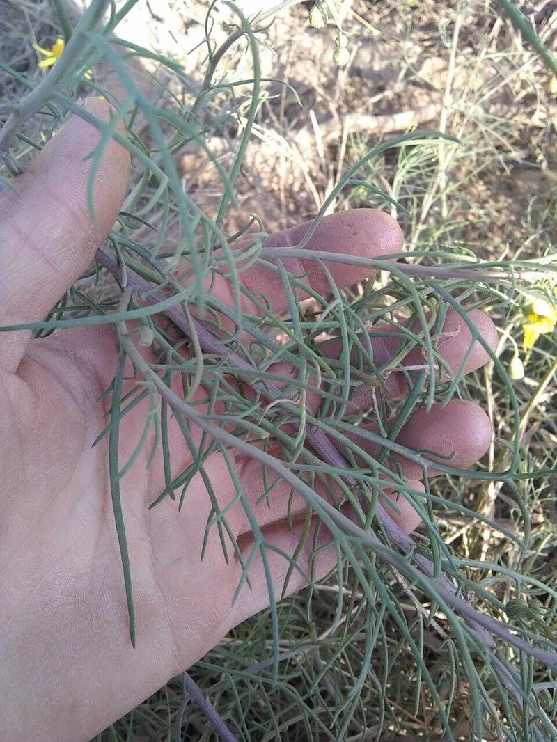 Senecio pinnatus var. pinnatus