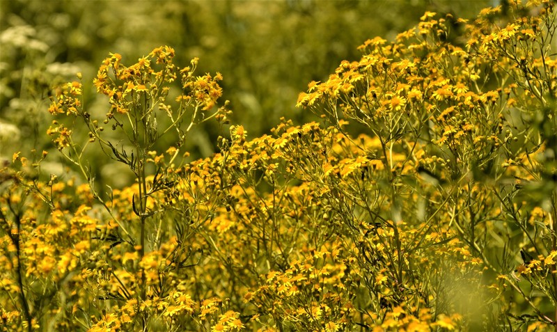 Senecio pinnatus var. pinnatus photo 2