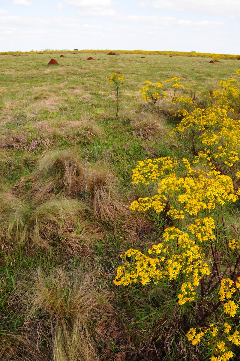 Senecio pinnatus var. pinnatus photo 3