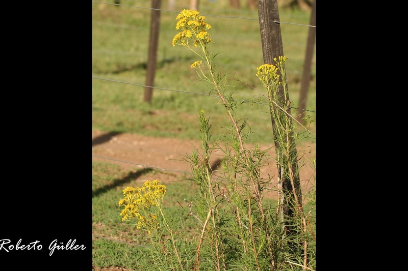 Senecio pinnatus var. pinnatus photo 4