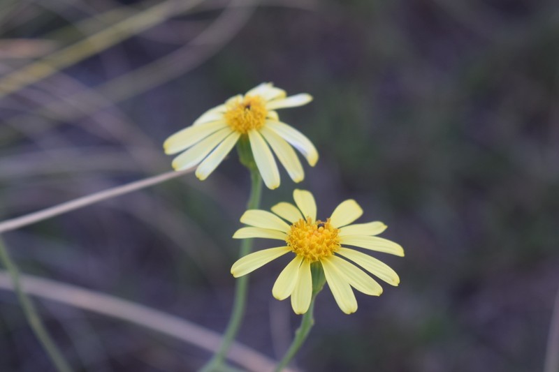 Senecio pinnatus var. simplicifolius