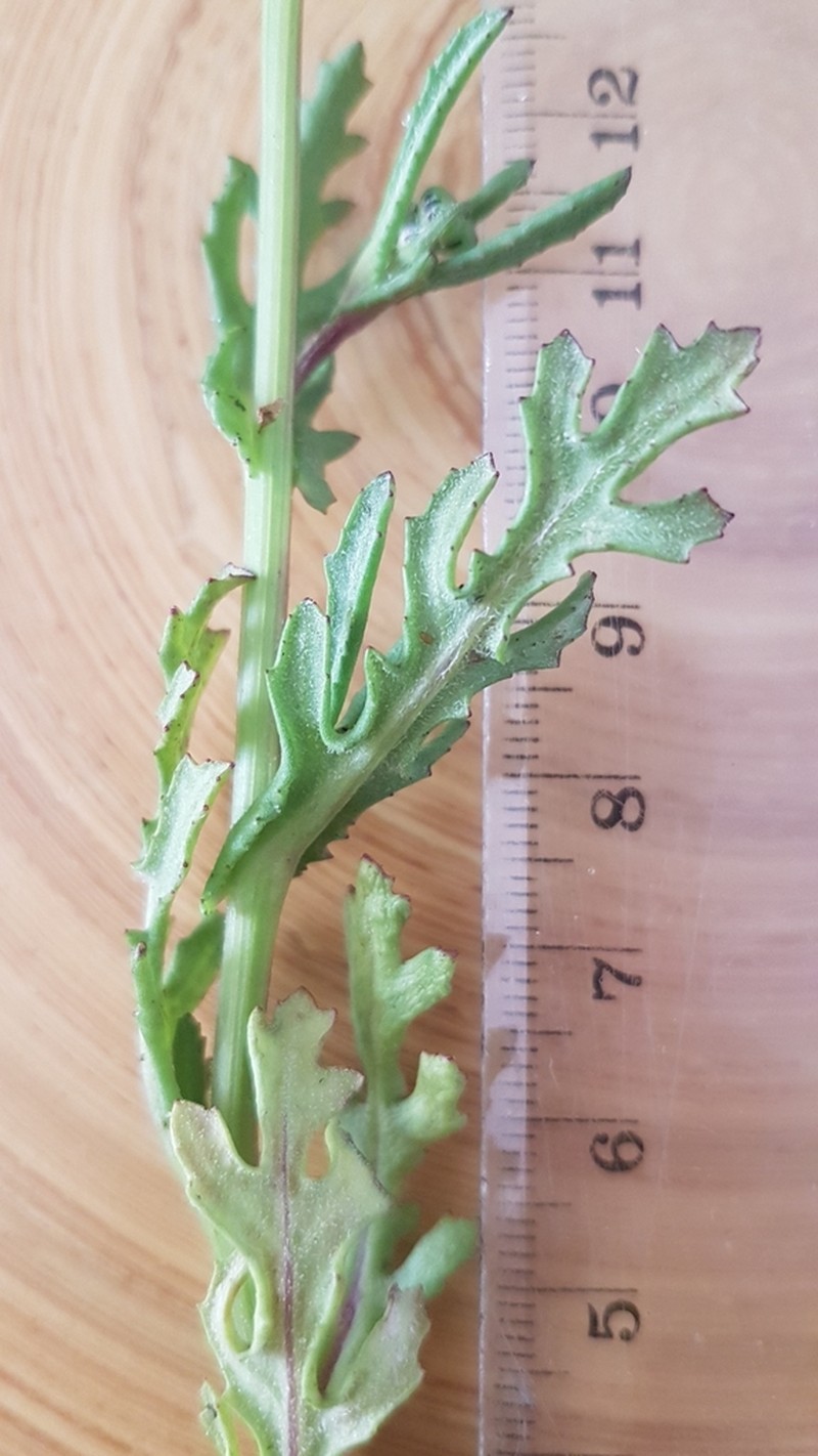 Senecio pinnulatus