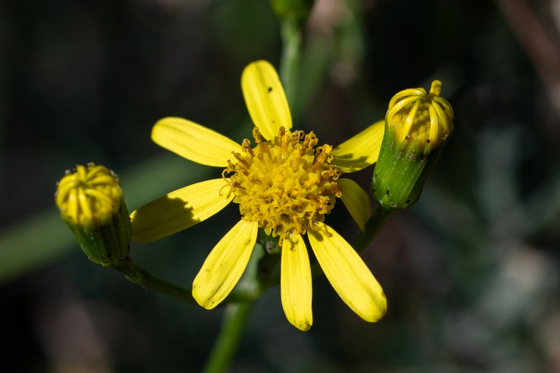 Senecio pinnulatus photo 3