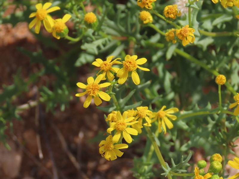 Senecio piptocoma