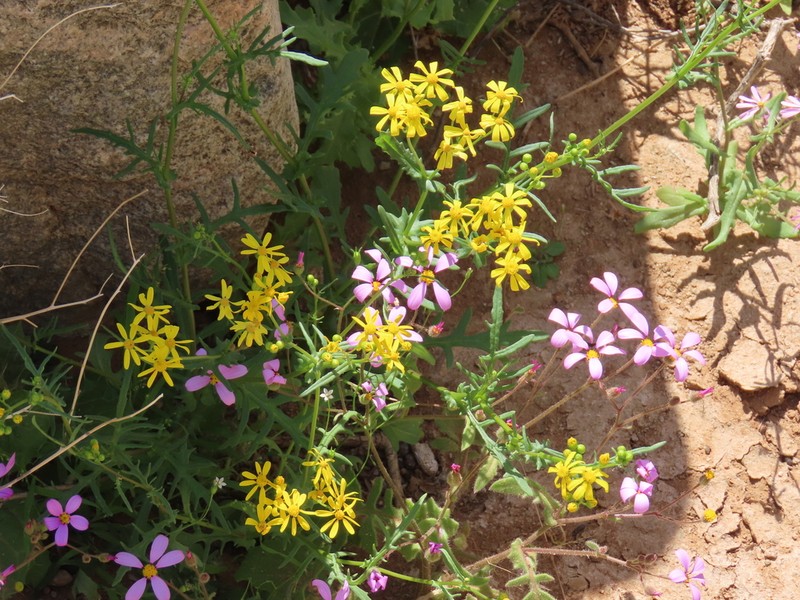 Senecio piptocoma photo 2