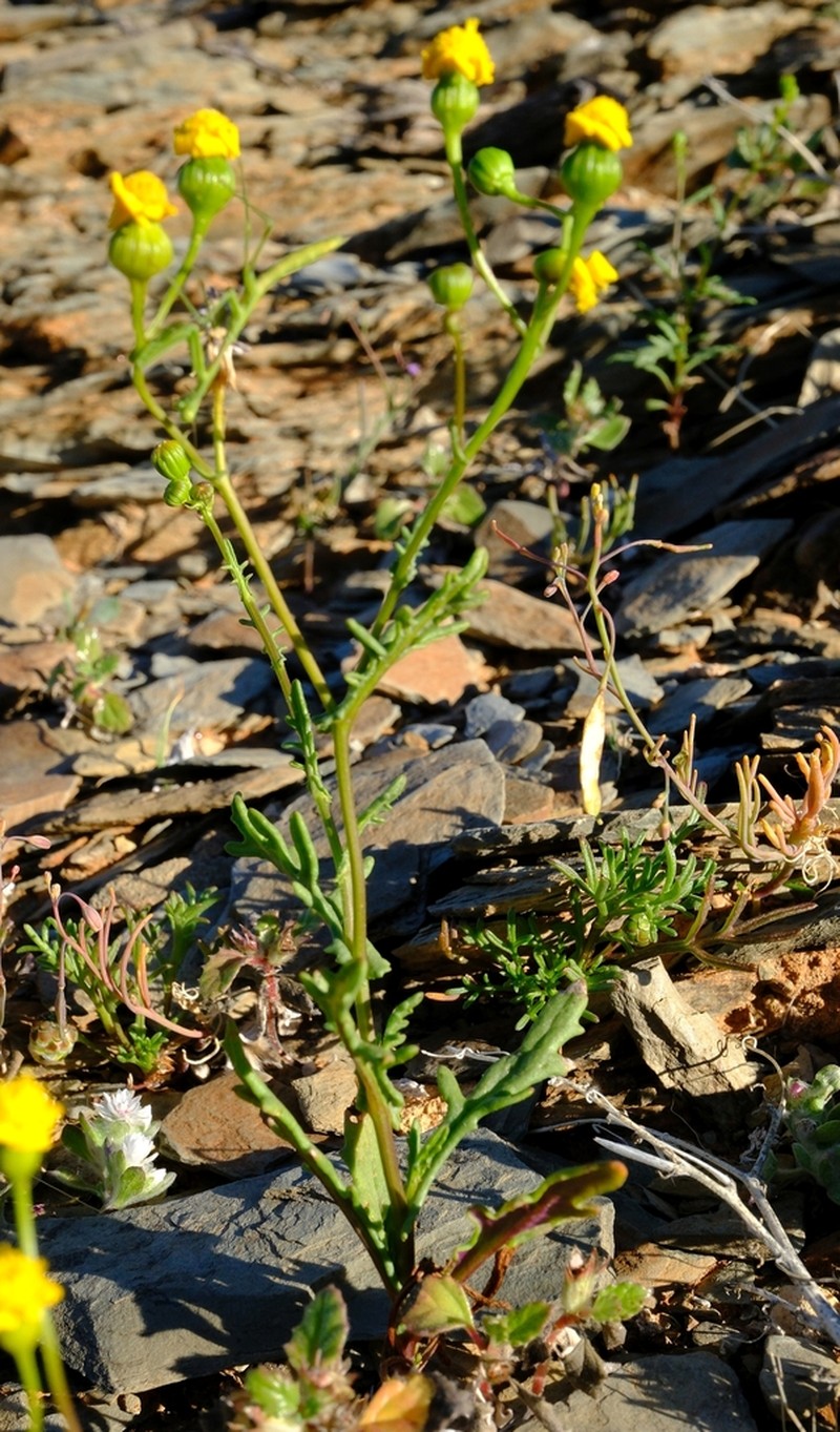 Senecio piptocoma photo 3