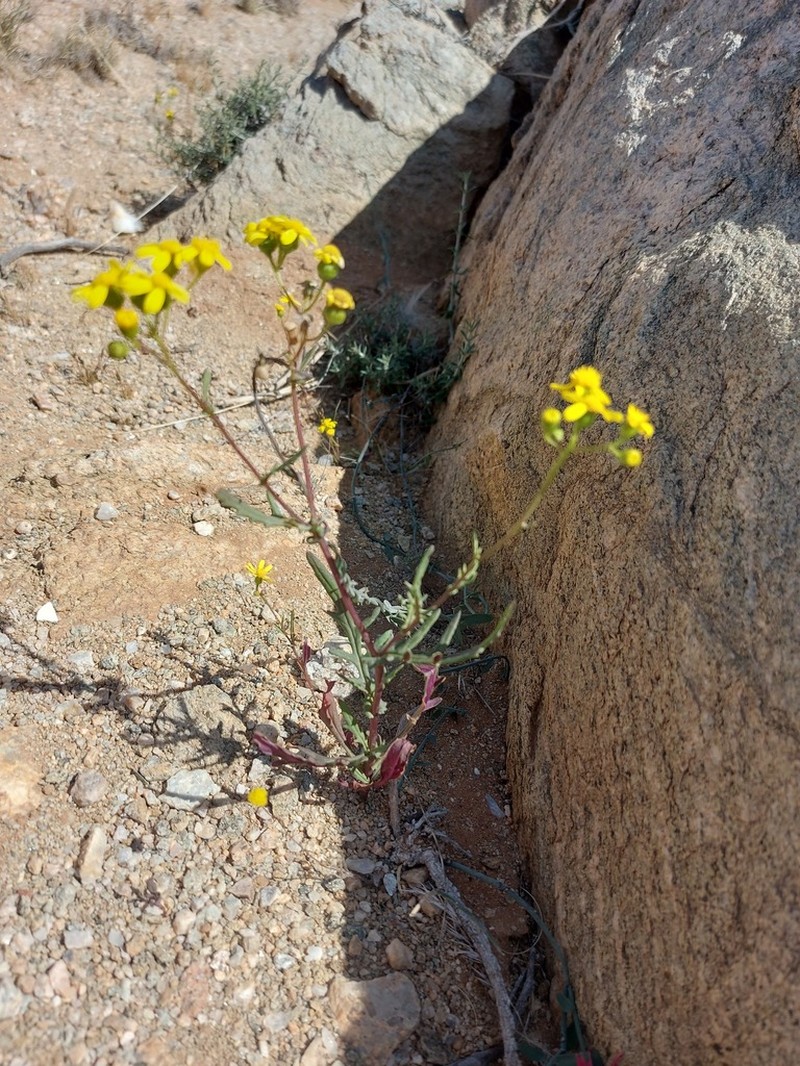 Senecio piptocoma photo 4