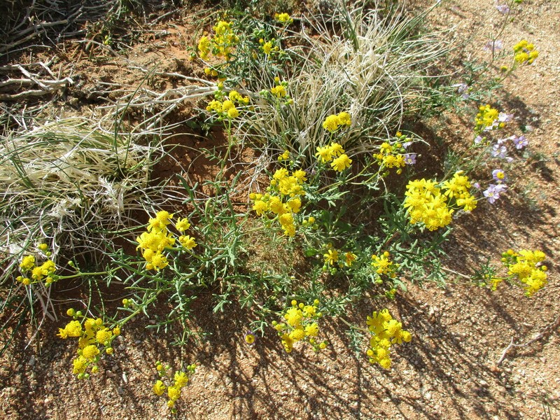 Senecio piptocoma photo 5