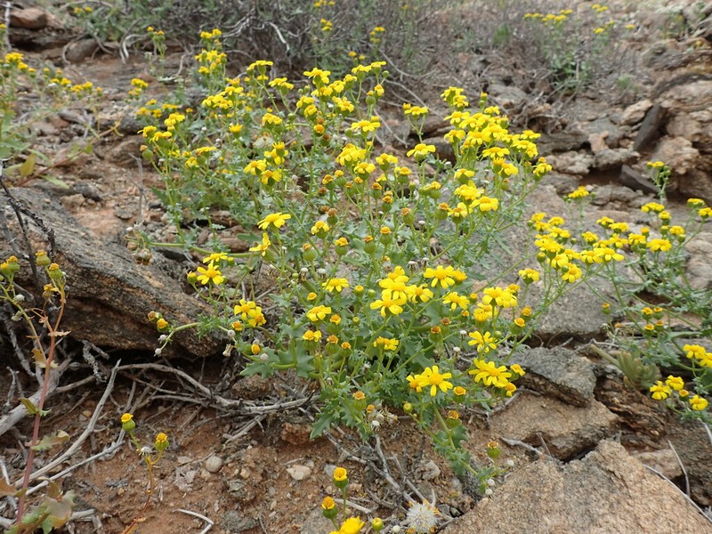 Senecio piptocoma photo 6
