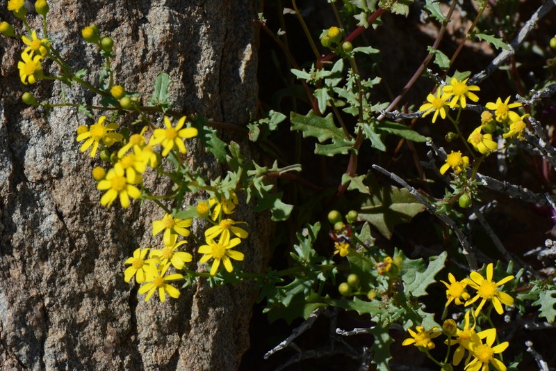 Senecio piptocoma photo 7