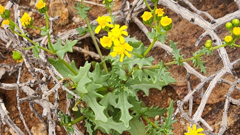 Senecio piptocoma photo 8