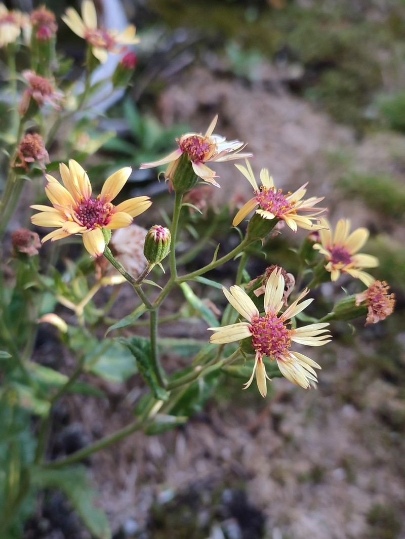 Senecio pirottae