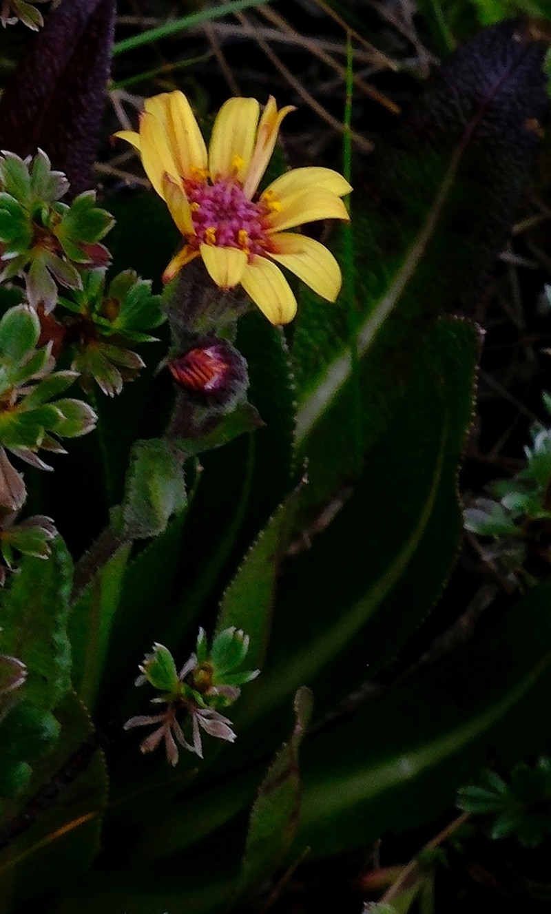 Senecio pirottae photo 2