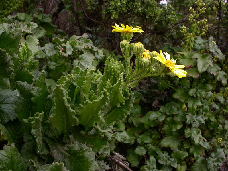 Senecio planiflorus