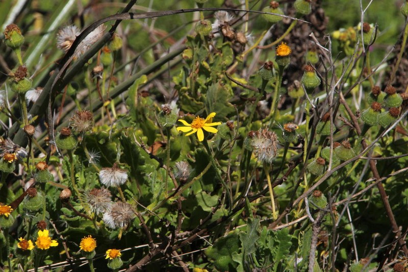Senecio planiflorus photo 2