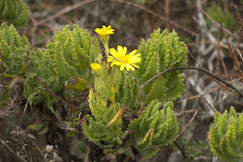 Senecio planiflorus photo 3