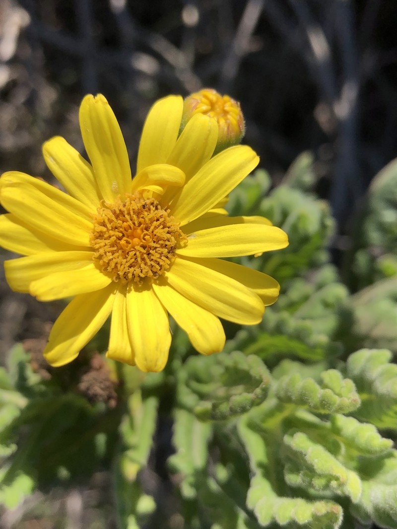 Senecio planiflorus photo 4
