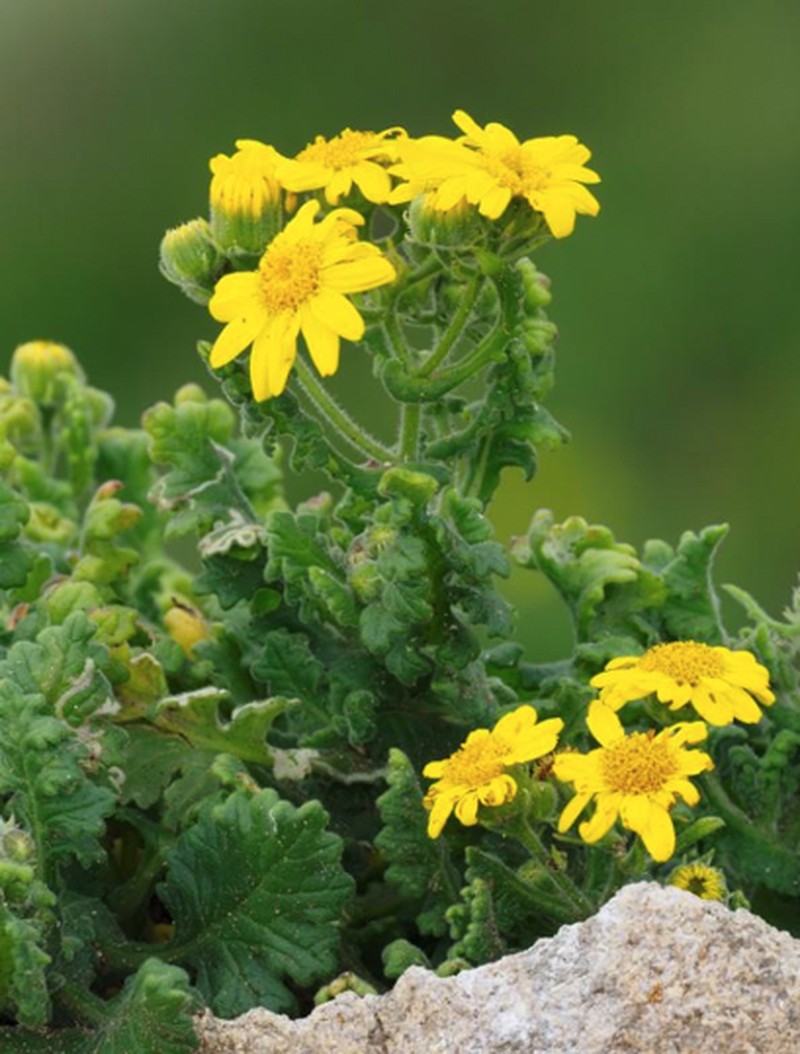 Senecio planiflorus photo 5