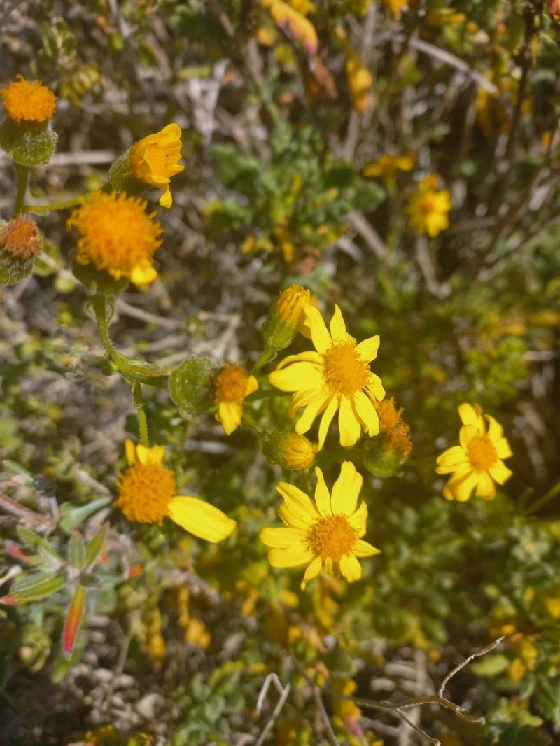 Senecio planiflorus photo 6