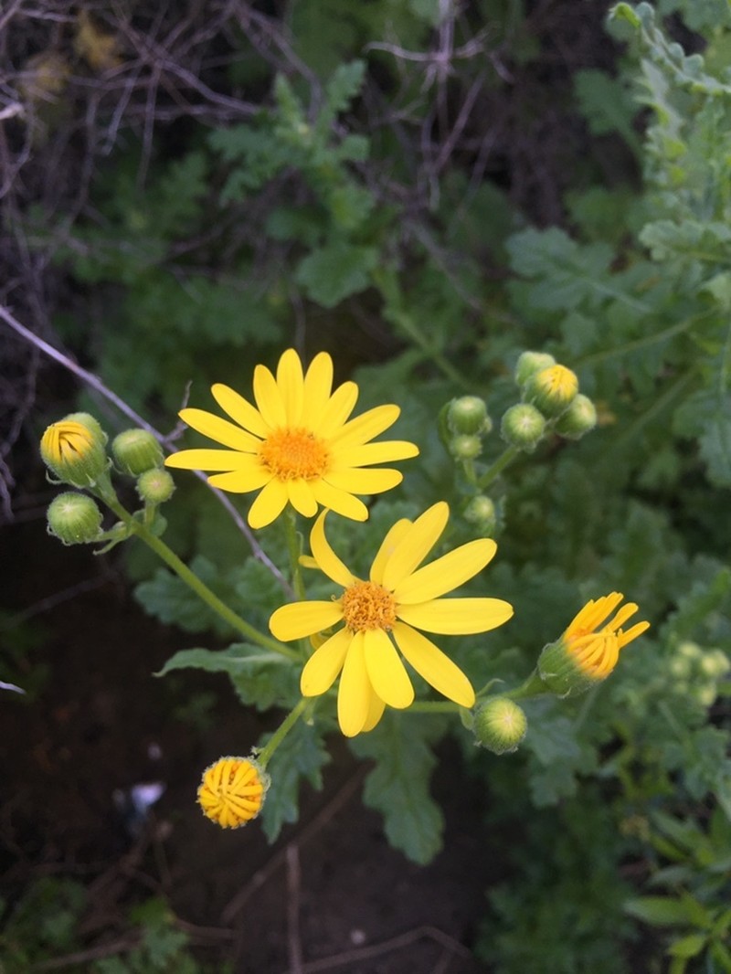 Senecio planiflorus photo 7