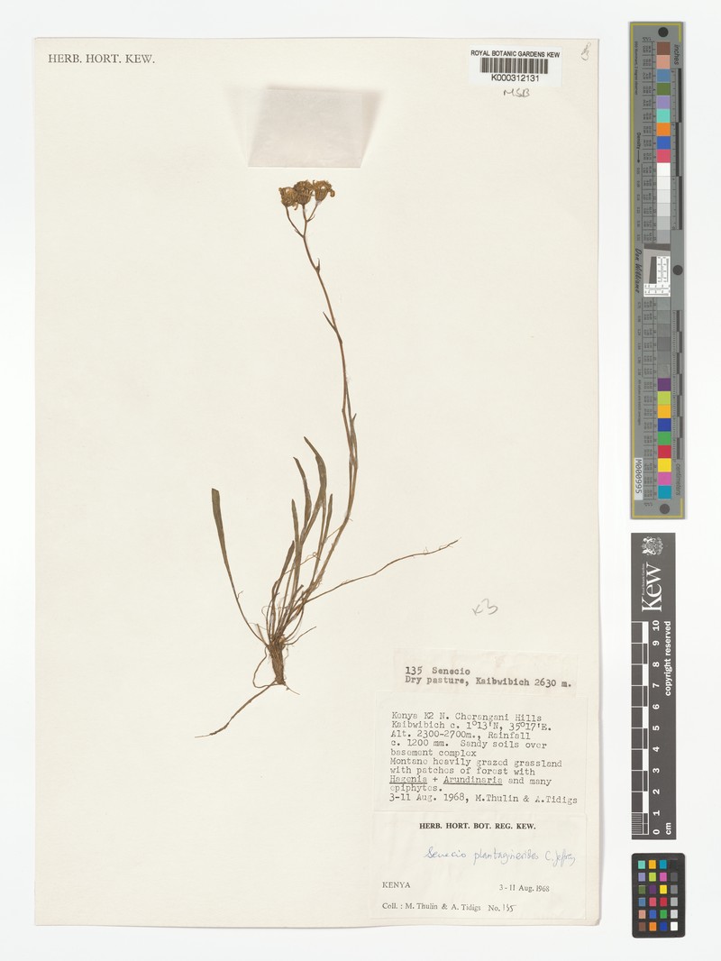 Senecio plantagineoides