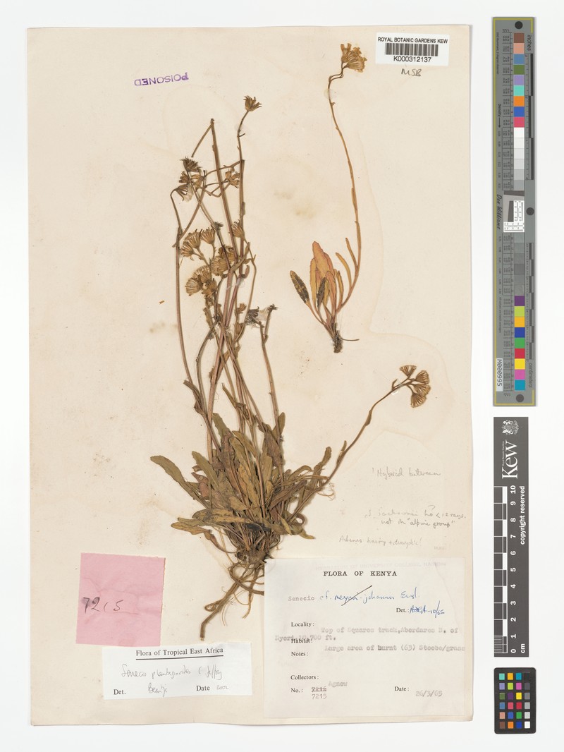 Senecio plantagineoides photo 2