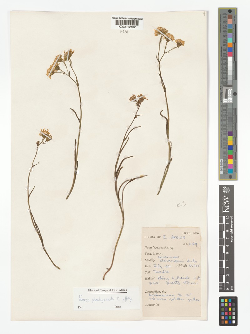 Senecio plantagineoides photo 3