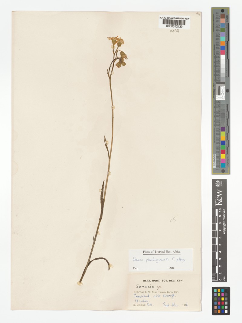 Senecio plantagineoides photo 4