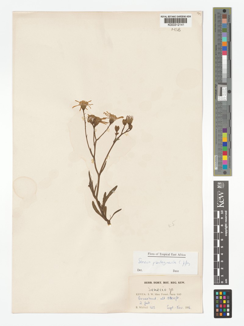 Senecio plantagineoides photo 5