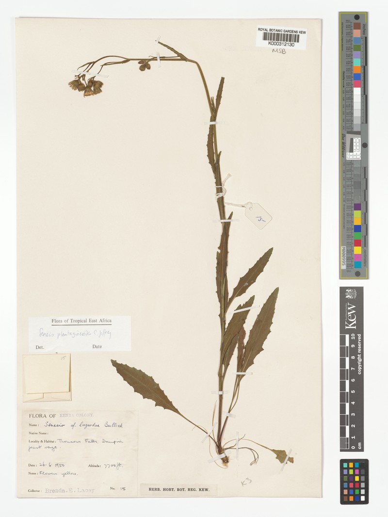 Senecio plantagineoides photo 6