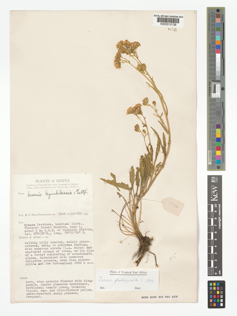 Senecio plantagineoides photo 7