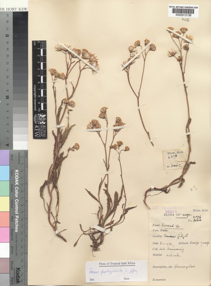 Senecio plantagineoides photo 8