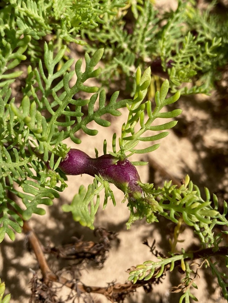 Senecio platensis